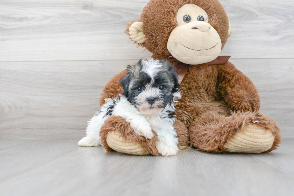 Friendly Havanese Purebred Pup