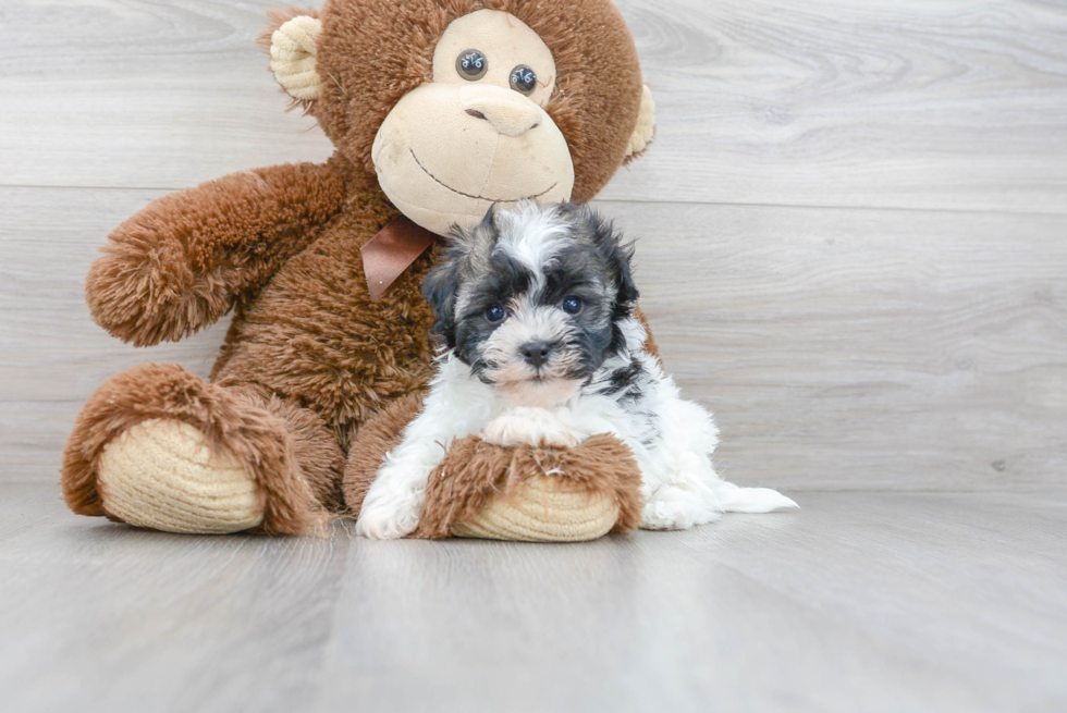 Hypoallergenic Havanese Purebred Pup