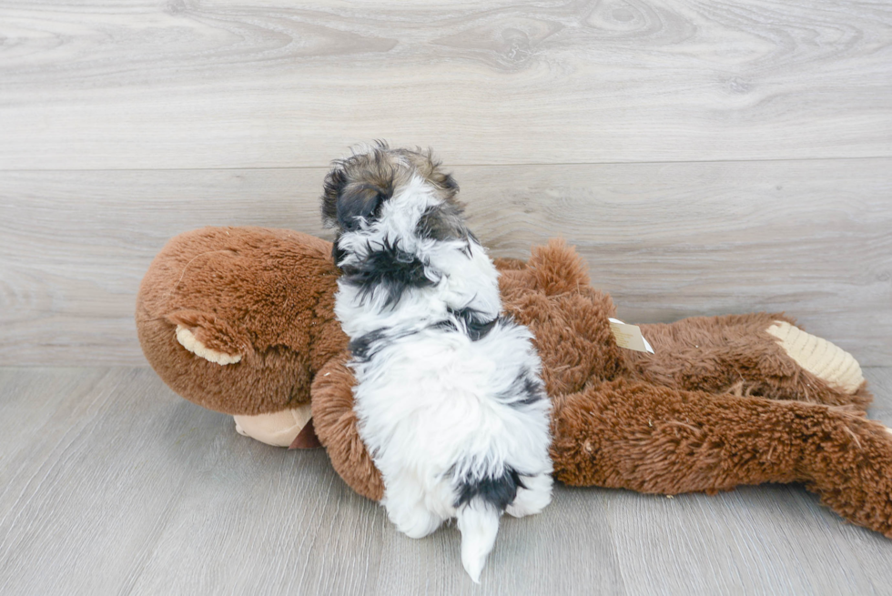 Havanese Puppy for Adoption