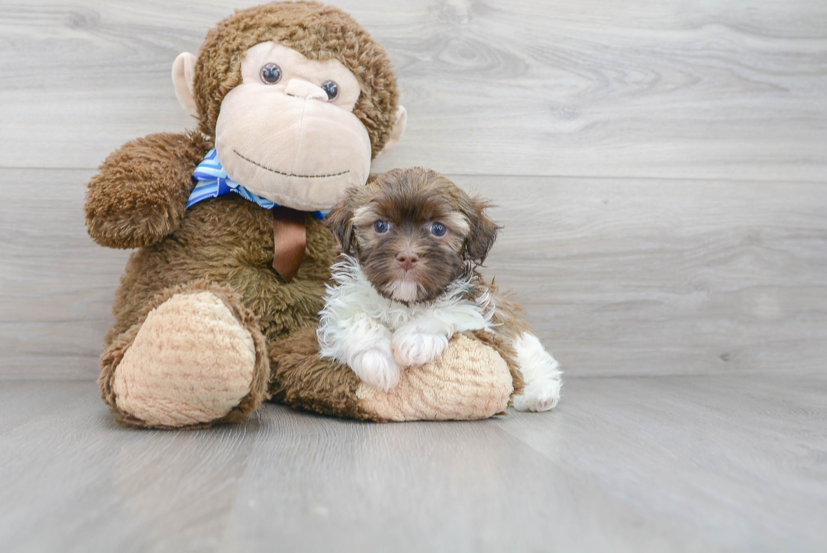Havanese Puppy for Adoption