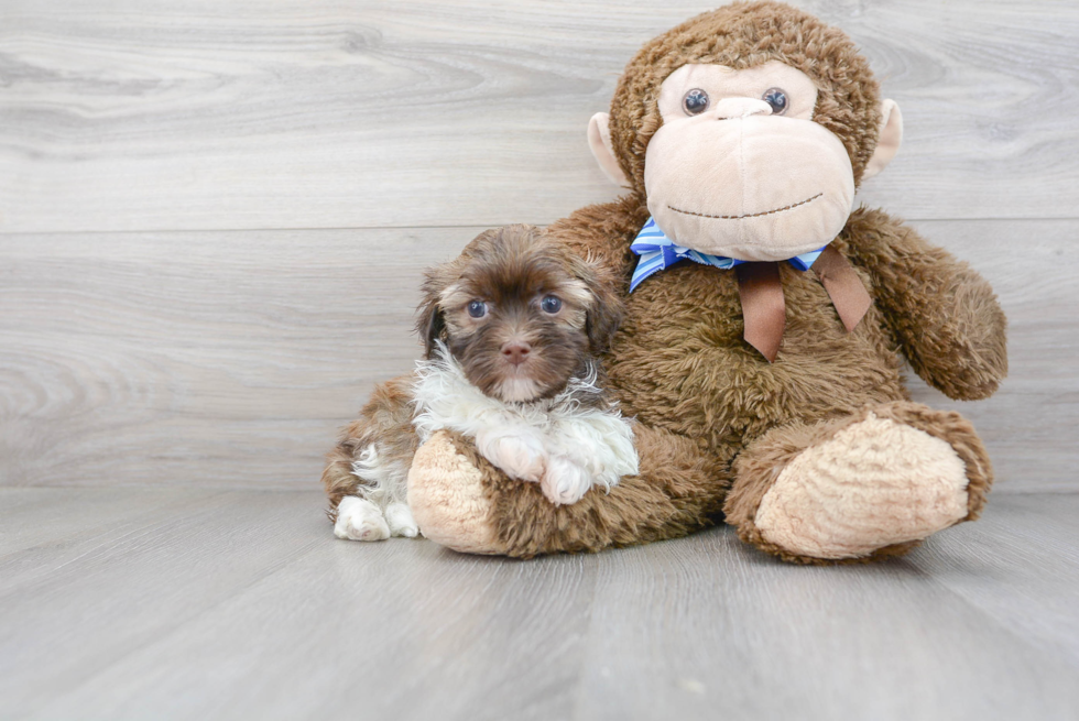 Havanese Pup Being Cute