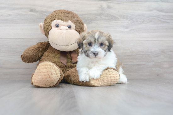 Havanese Pup Being Cute