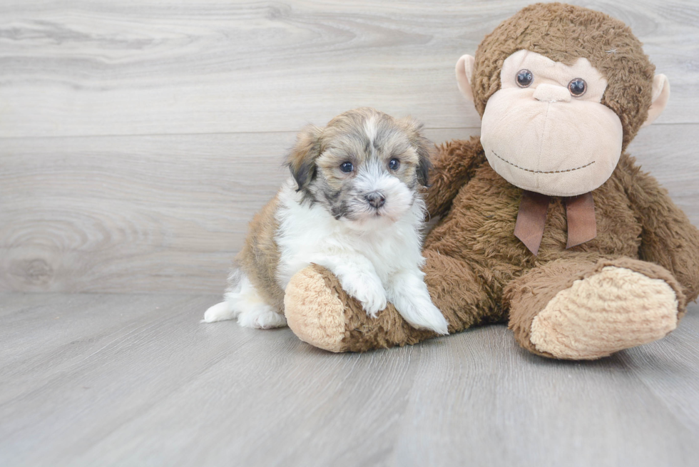 Havanese Pup Being Cute