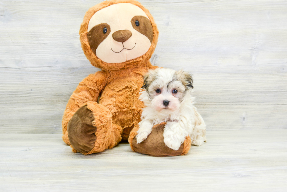 Smart Havanese Purebred Puppy