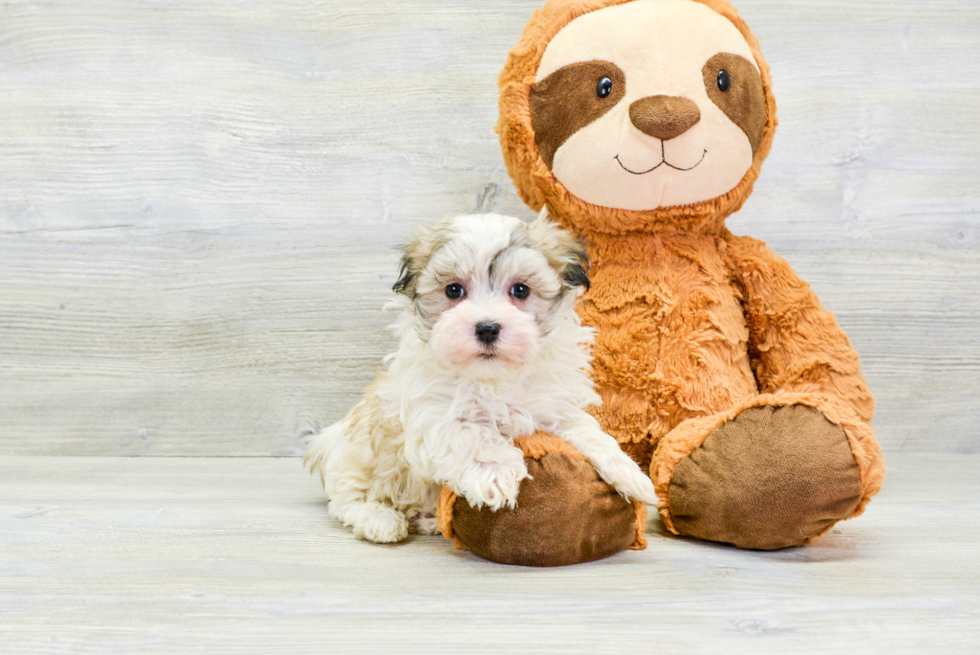 Energetic Havanese Purebred Puppy