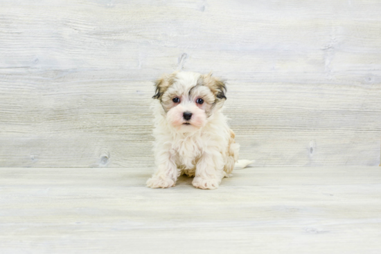 Havanese Pup Being Cute