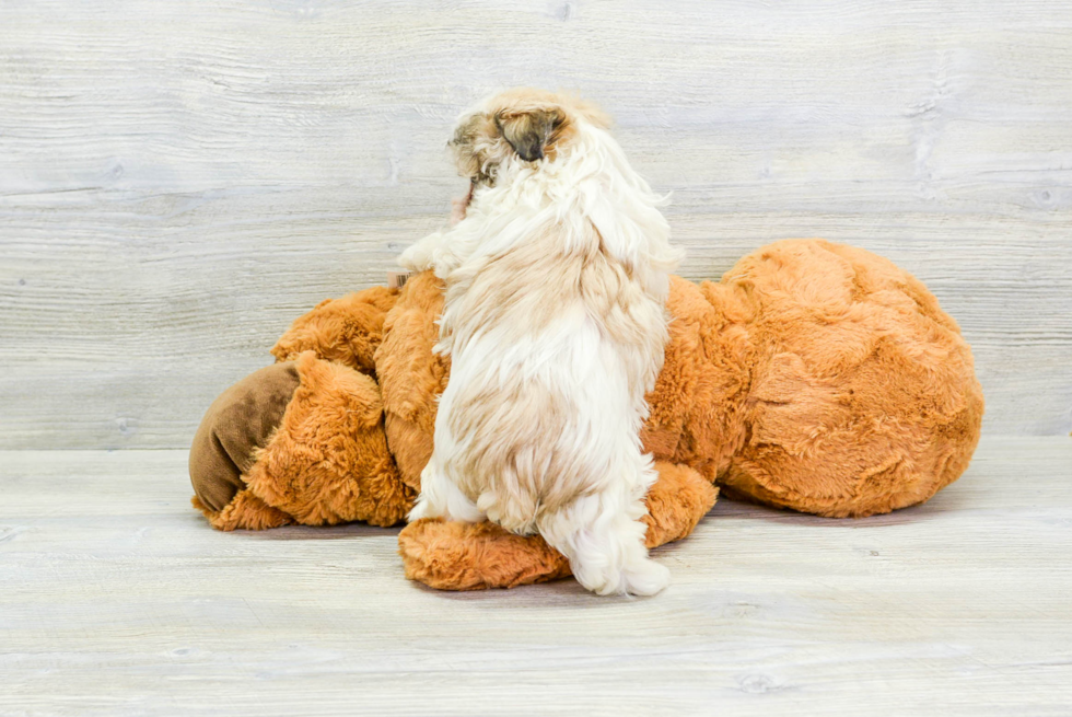 Popular Havanese Purebred Pup