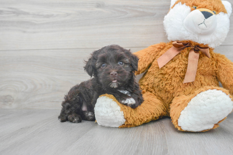 Funny Havanese Purebred Pup