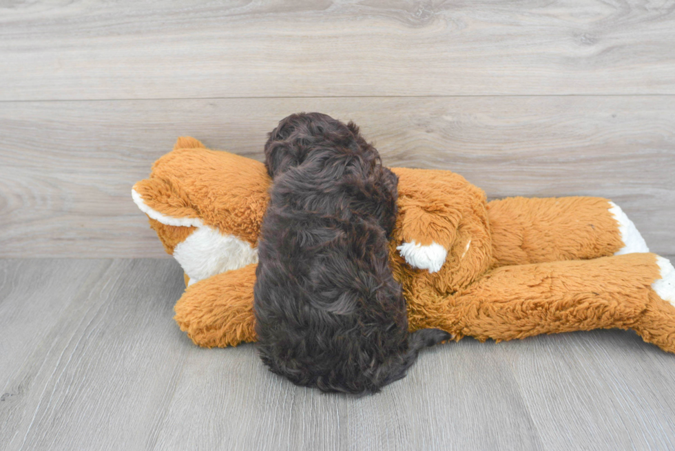 Funny Havanese Purebred Pup