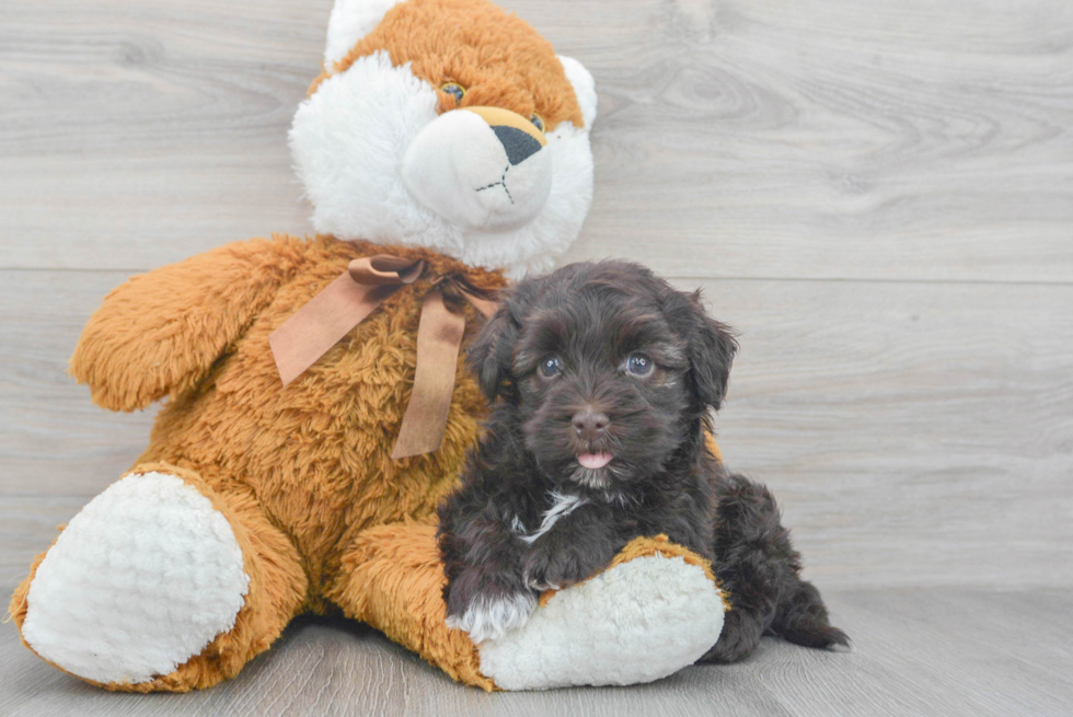 Havanese Puppy for Adoption