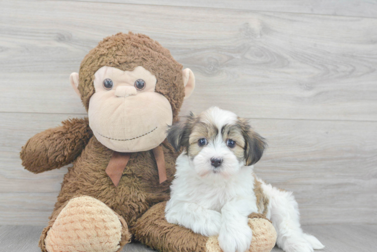 Havanese Pup Being Cute