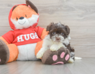 7 week old Havanese Puppy For Sale - Premier Pups