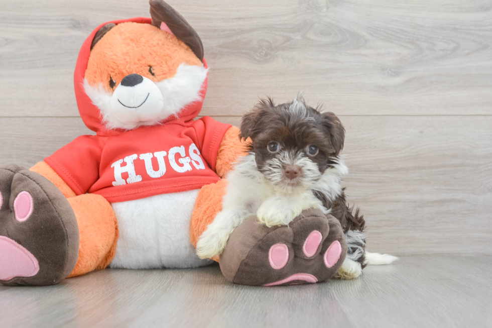 Best Havanese Baby