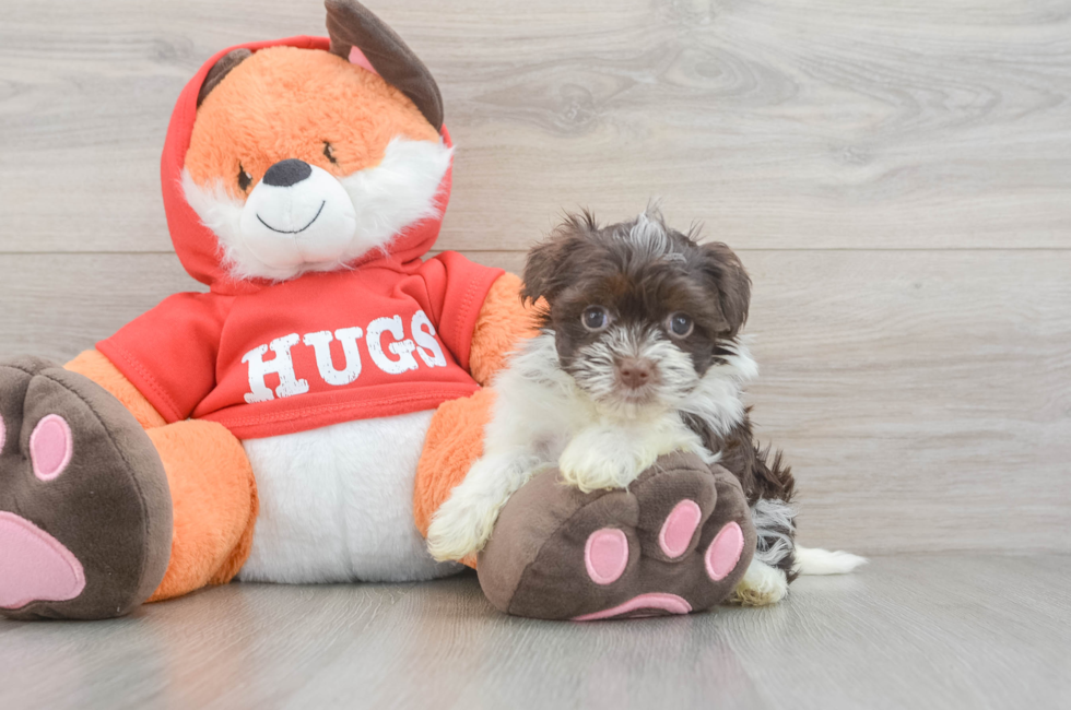 5 week old Havanese Puppy For Sale - Premier Pups