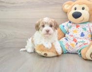 5 week old Havanese Puppy For Sale - Premier Pups