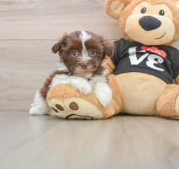 5 week old Havanese Puppy For Sale - Premier Pups