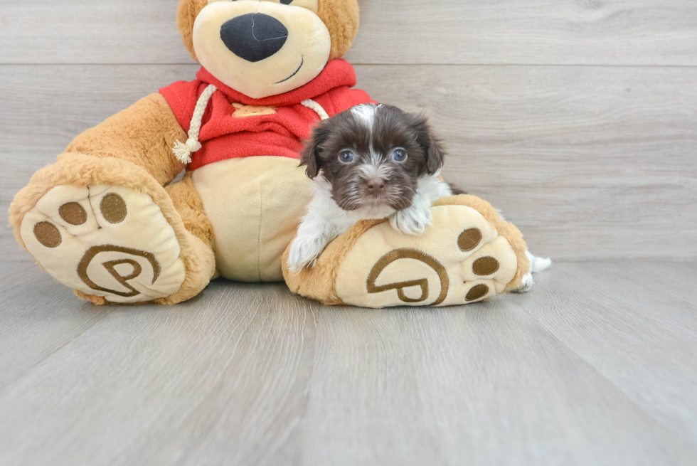 Cute Havanese Purebred Puppy