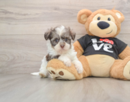 5 week old Havanese Puppy For Sale - Premier Pups