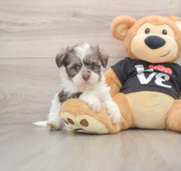 6 week old Havanese Puppy For Sale - Premier Pups