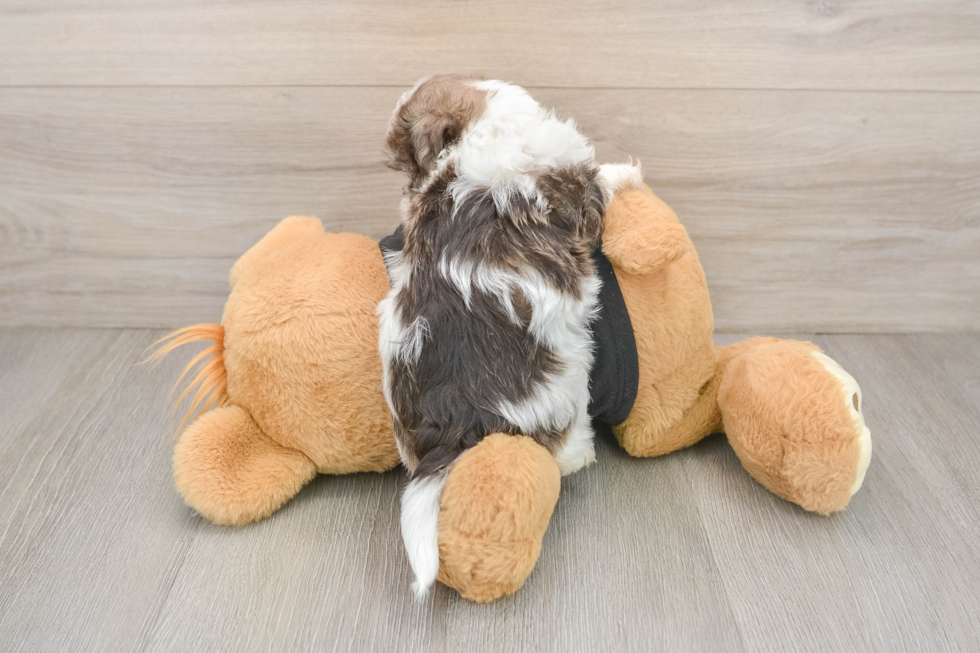 Havanese Pup Being Cute