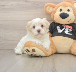 5 week old Havanese Puppy For Sale - Premier Pups