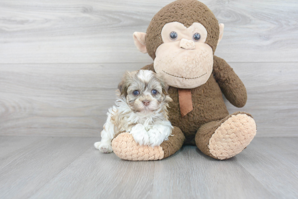 Popular Havanese Baby