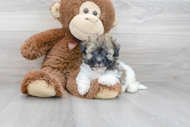 Friendly Havanese Baby