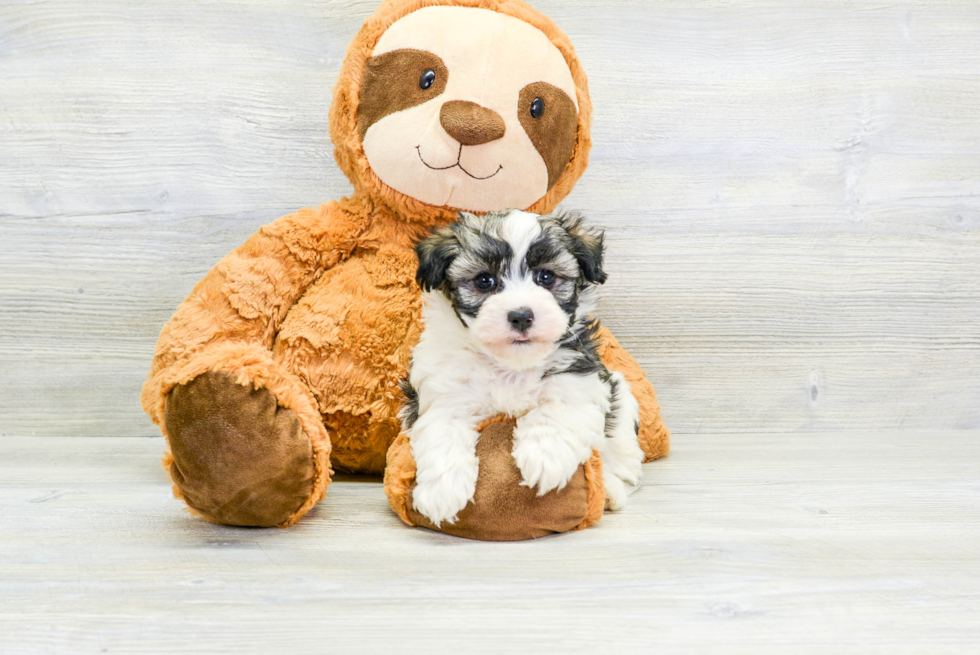 Hypoallergenic Havanese Baby