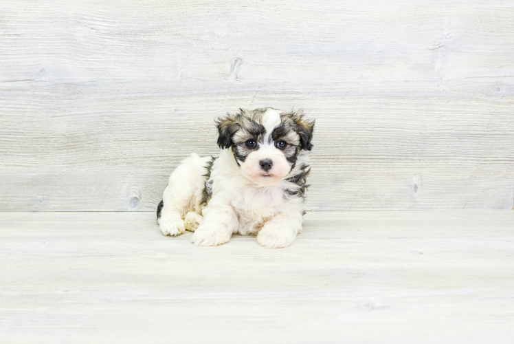 Best Havanese Baby