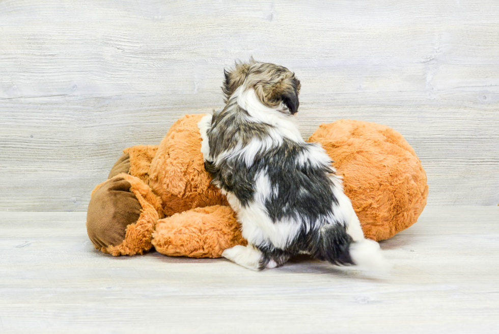 Sweet Havanese Purebred Puppy