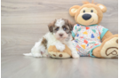Havanese Puppy for Adoption