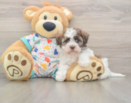 5 week old Havanese Puppy For Sale - Premier Pups