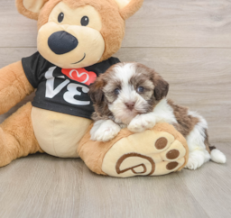 5 week old Havanese Puppy For Sale - Premier Pups