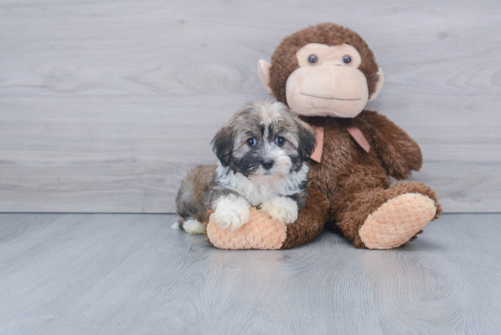 Akc Registered Havanese Baby