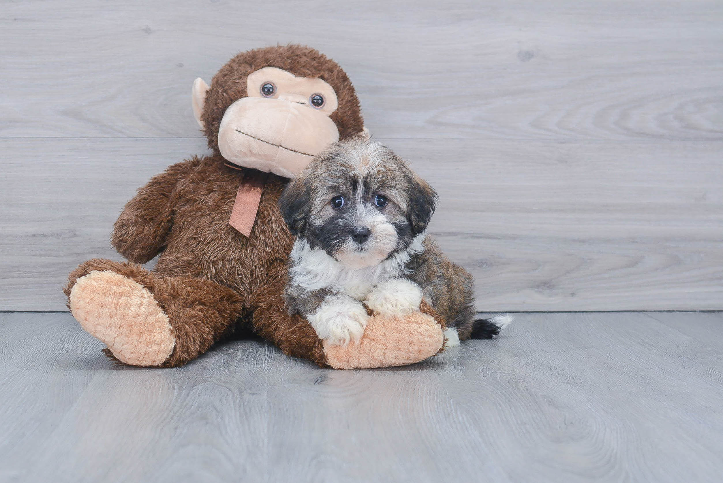 Funny Havanese Purebred Pup