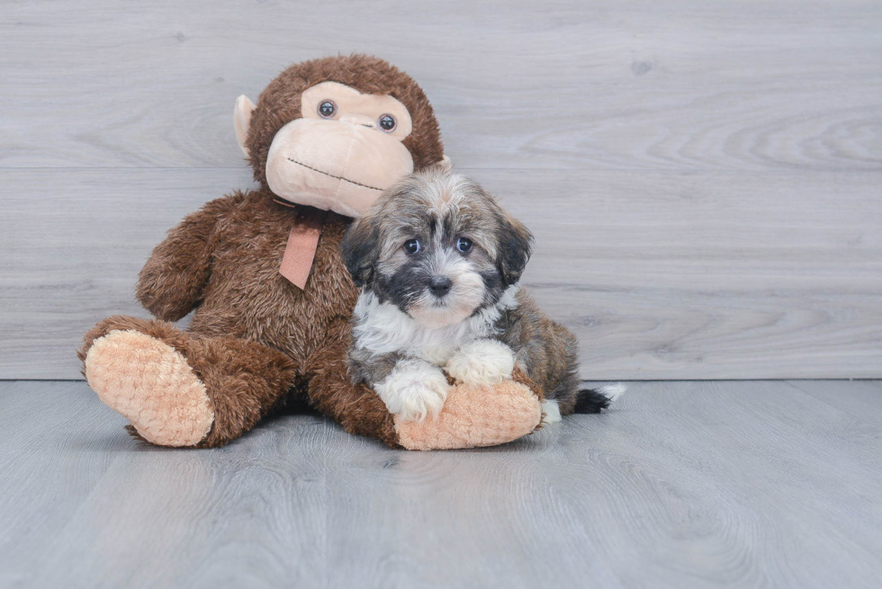 Funny Havanese Purebred Pup