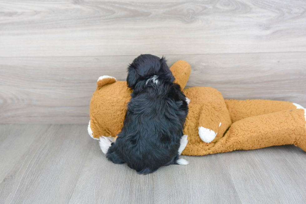 Popular Havanese Baby