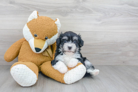 Smart Havanese Purebred Puppy