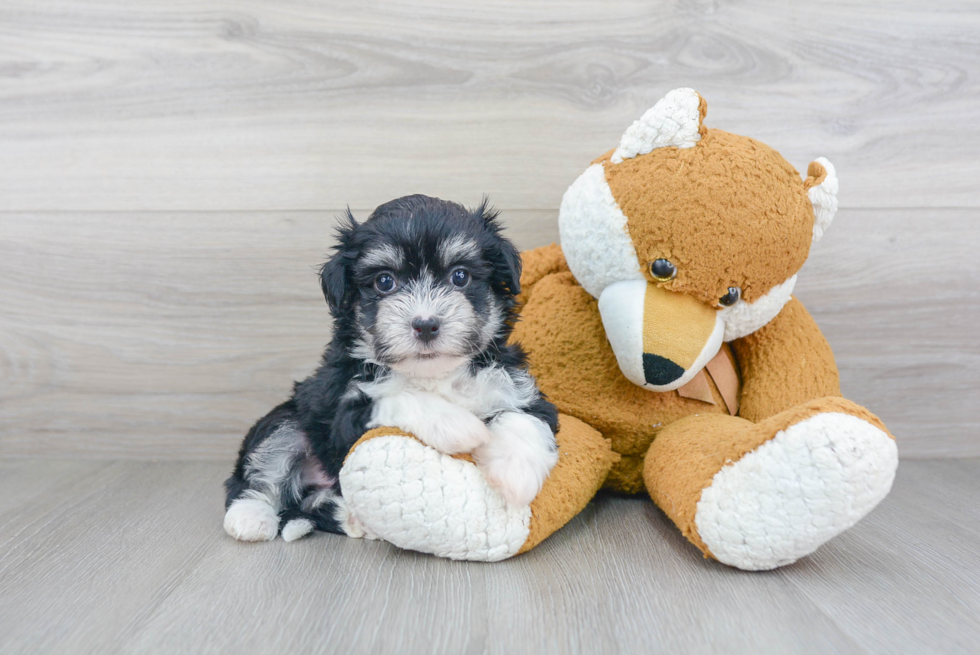 Playful Havanese Baby