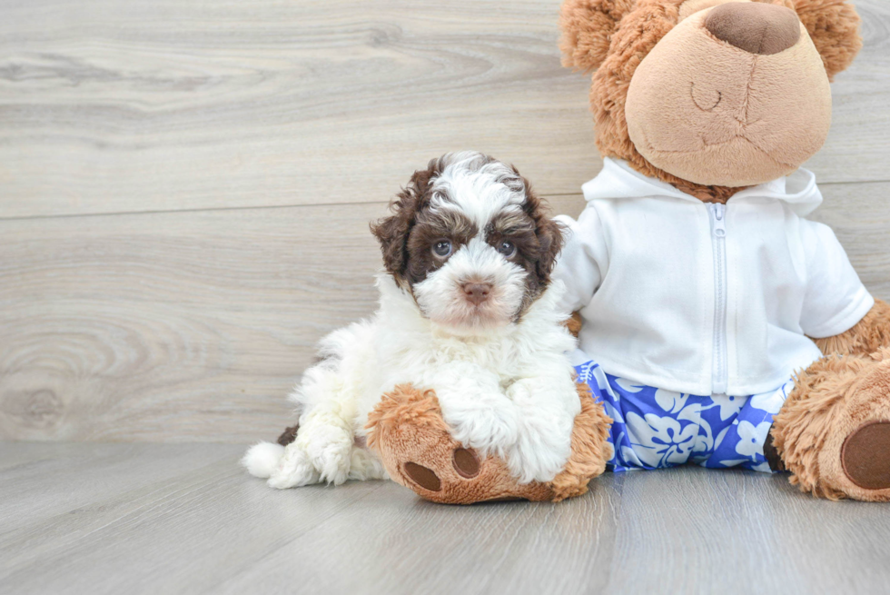 Havanese Puppy for Adoption