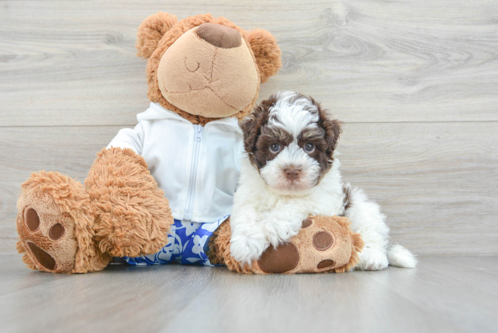 Cute Havanese Purebred Puppy