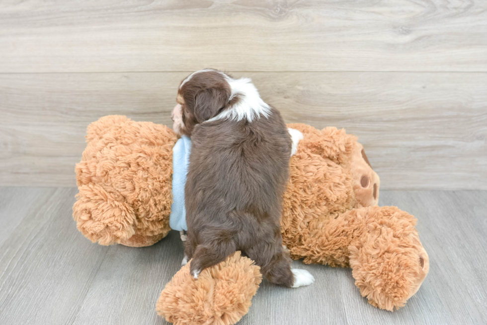 Hypoallergenic Havanese Purebred Pup