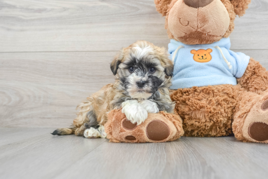 Happy Havanese Purebred Puppy