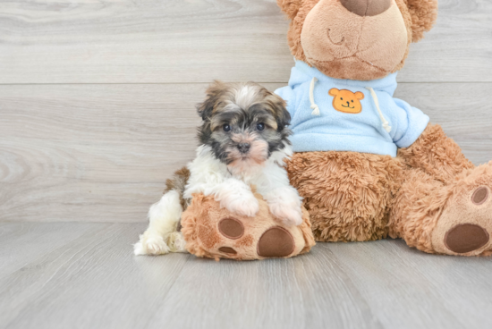 Havanese Pup Being Cute