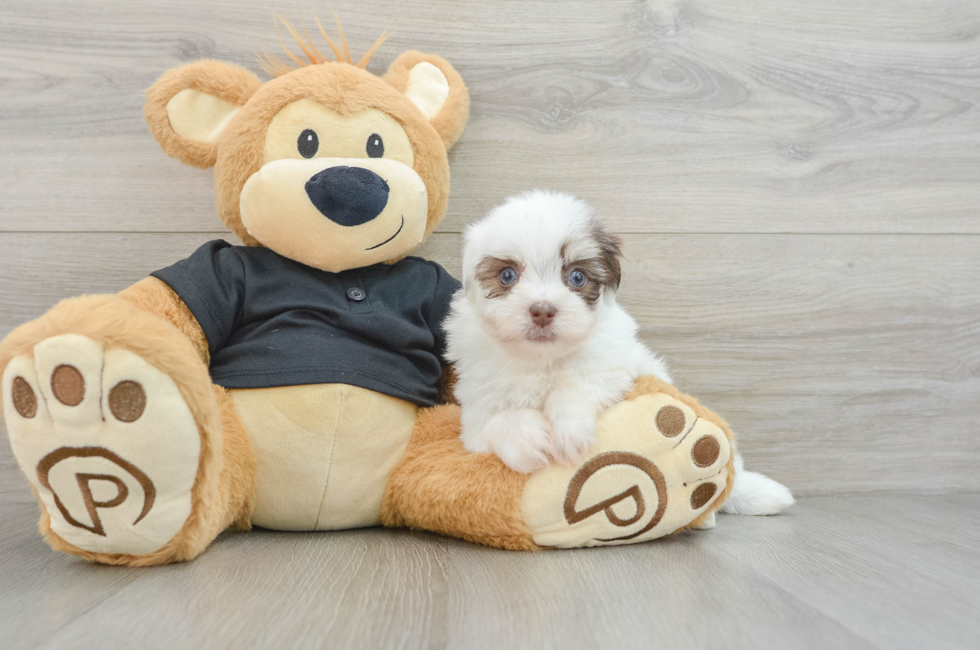 6 week old Havanese Puppy For Sale - Premier Pups