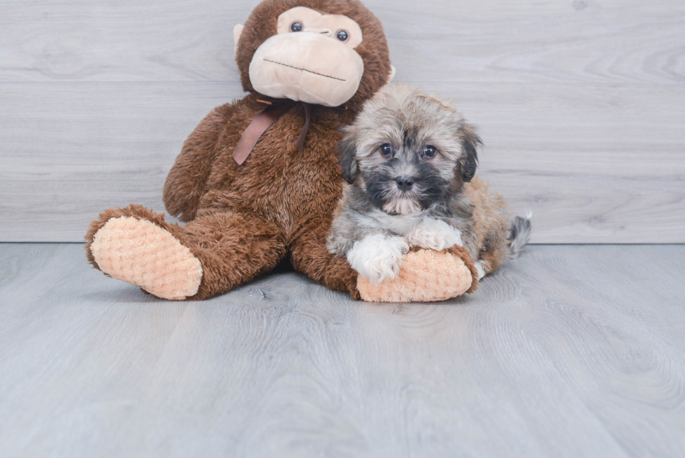 Friendly Havanese Baby