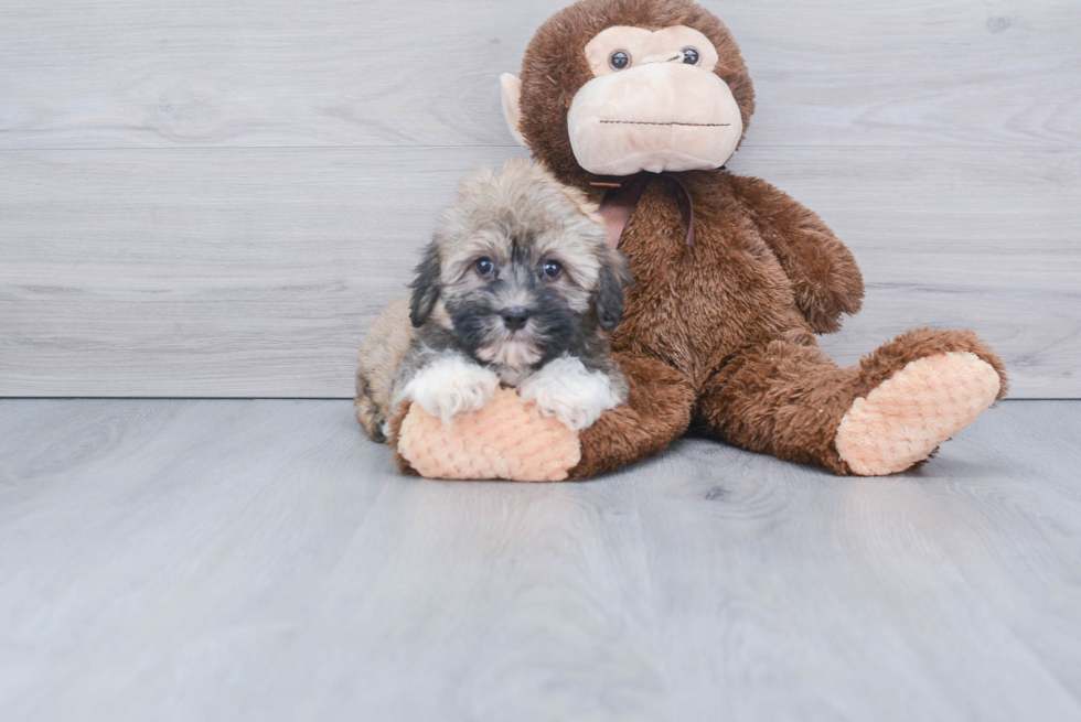 Havanese Pup Being Cute