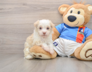 5 week old Havanese Puppy For Sale - Premier Pups