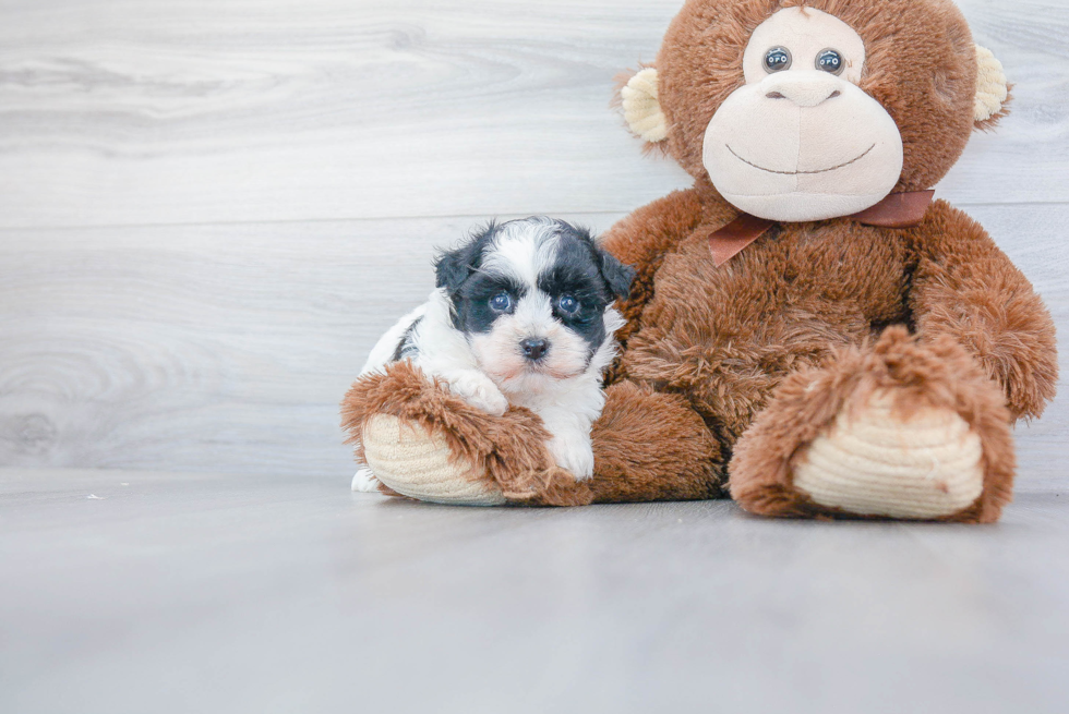 Havanese Puppy for Adoption