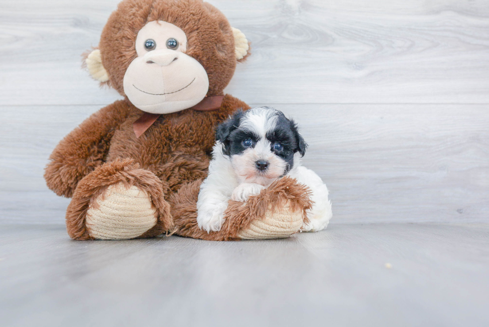 Best Havanese Baby